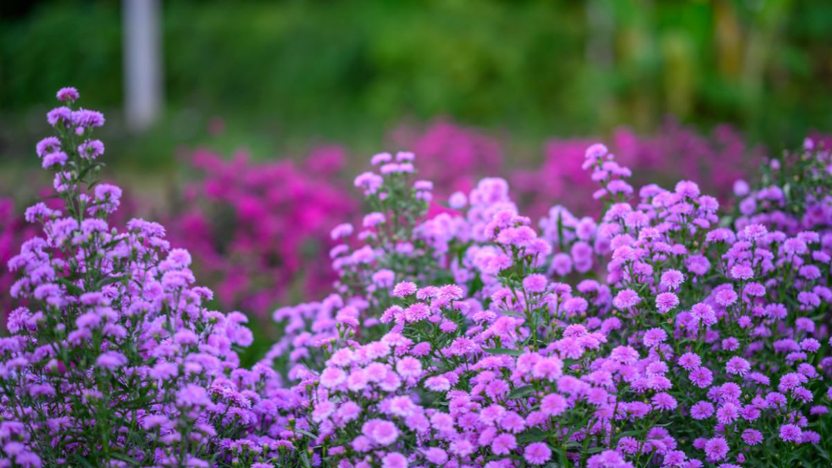 Lợi ích của việc học ngôn ngữ mới (Sample 6)