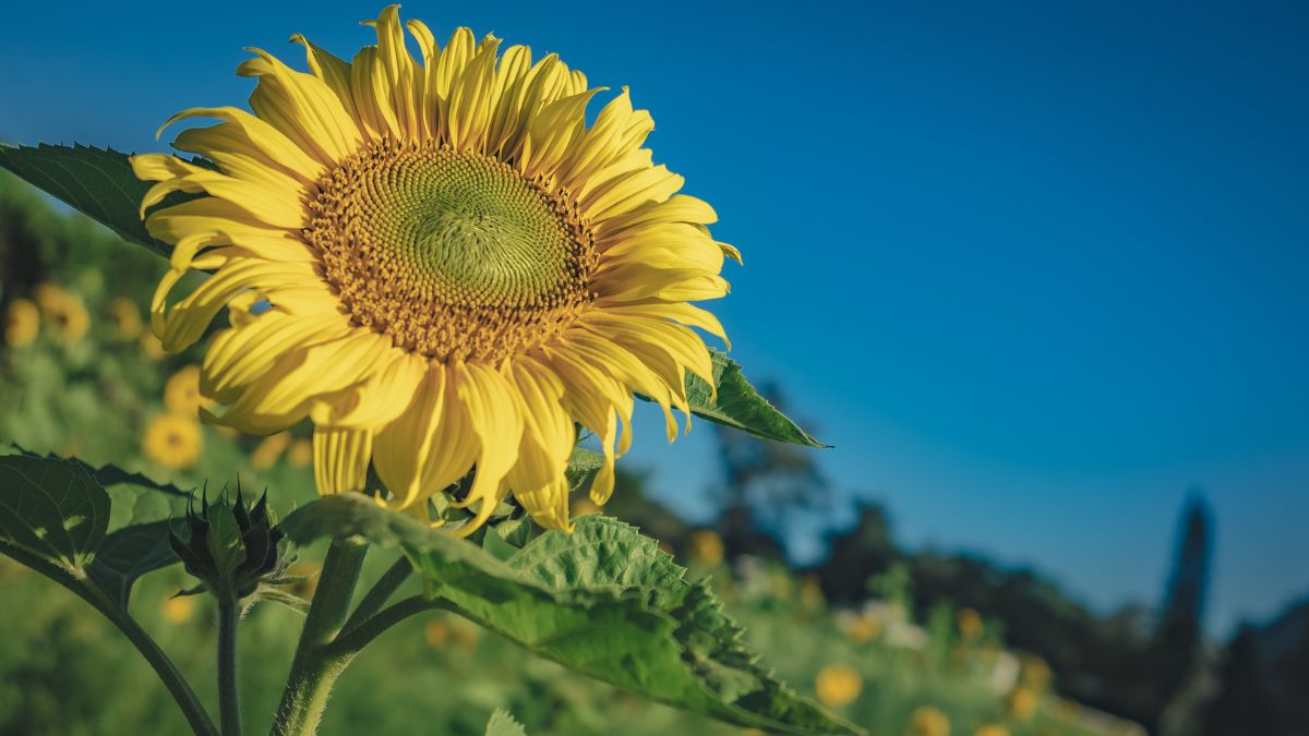 Phát triển kỹ năng mềm cho sinh viên mới ra trường (Sample 7)