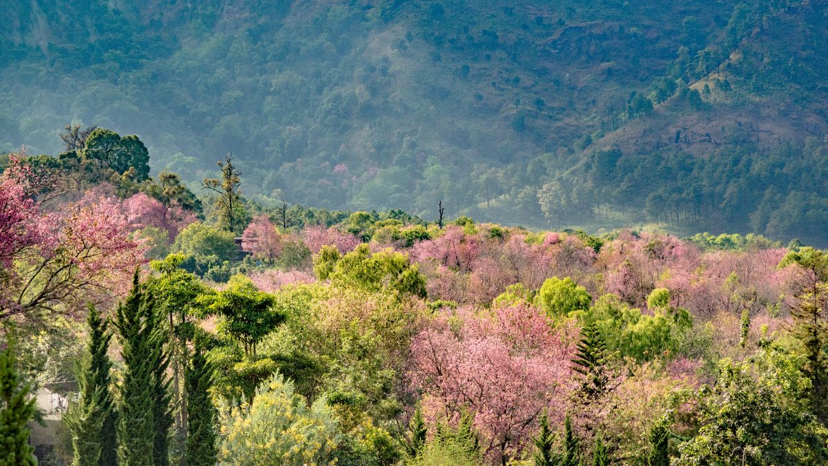 Nghệ thuật thưởng thức trà đạo truyền thống (Sample 7)