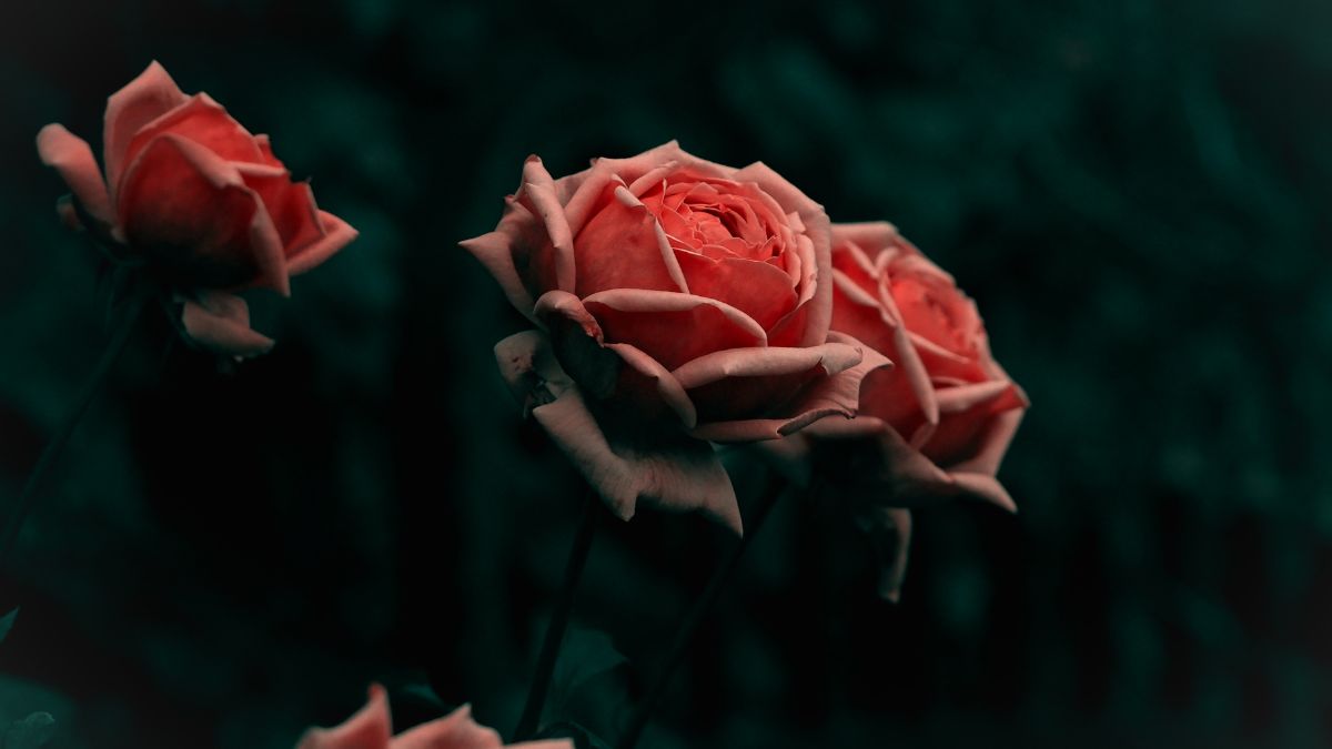 Nghệ thuật thưởng thức trà đạo truyền thống (Sample 10)